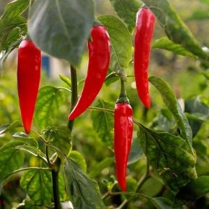 Glycovit™ Cayenne Pepper thermogenic metabolism ingredient