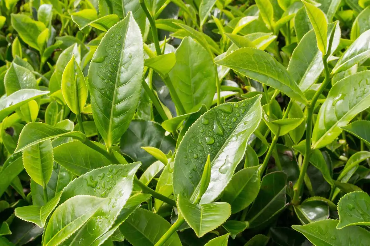 Glycovit™ Green Tea Leaf metabolism support ingredient