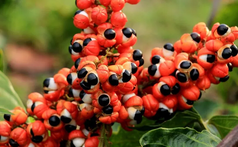 Glycovit™ Guarana Seed natural energy focus ingredient